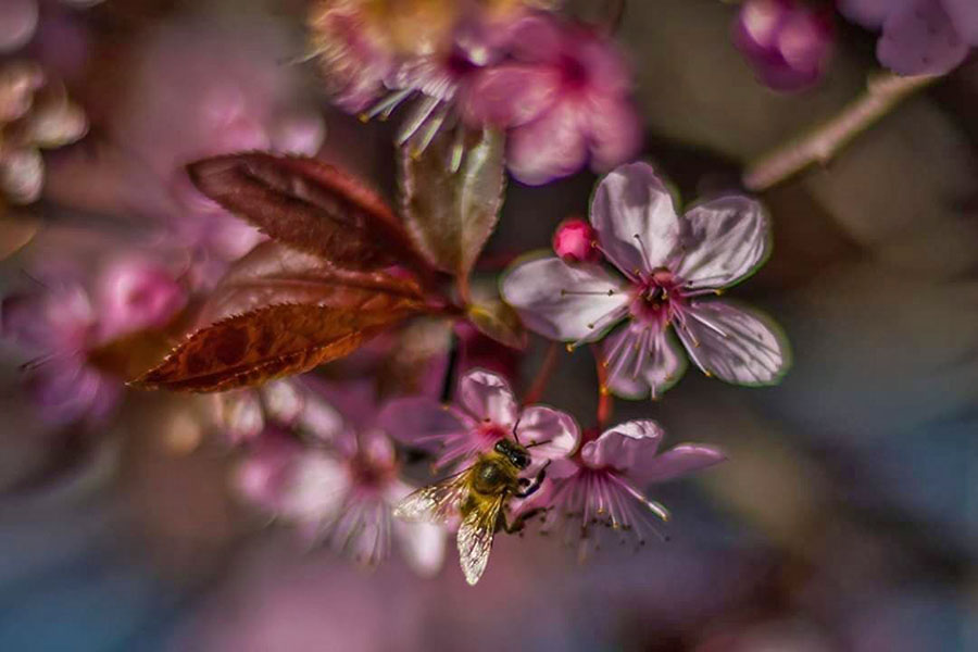 Arkadiusz Krzyaniak - Wiosna - 15.04.2020.